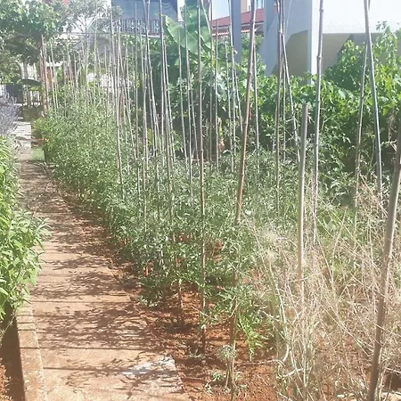 Levak - Apt.3 ペシュチャーナ・ウヴァラ