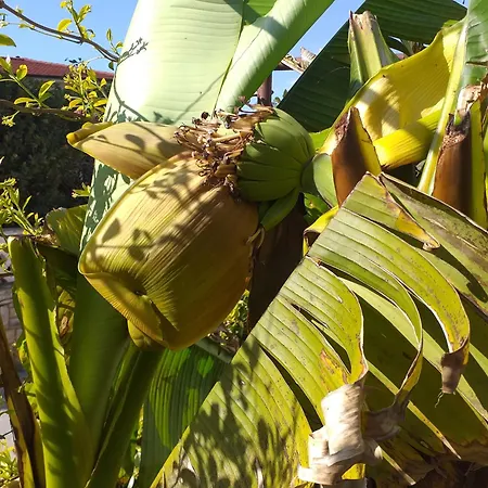 Levak - Apt.3 * ペシュチャーナ・ウヴァラ