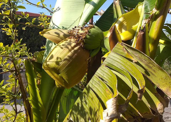 Levak - Apt.3 * Pjescana Uvala